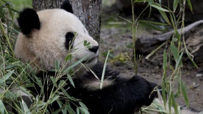 Antropomorfismo y conservación en la percepción de los animales