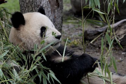 Antropomorfismo y conservación en la percepción de los animales