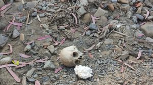 Cráneo humano hallado en Pura Pura