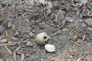 Cráneo humano hallado en Pura Pura