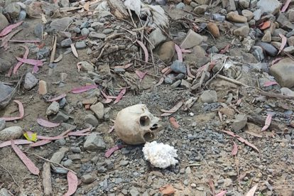 Cráneo humano hallado en Pura Pura