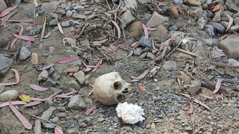 Cráneo humano hallado en Pura Pura