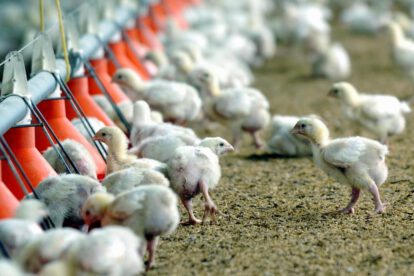 pérdidas en el sector avícola por bloqueos en Bolivia