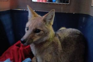 Zorro andino rescatado en un gimnasio de El Alto