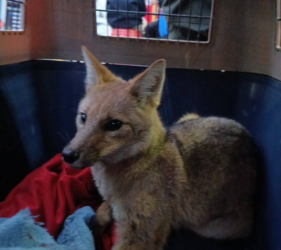 Zorro andino rescatado en un gimnasio de El Alto