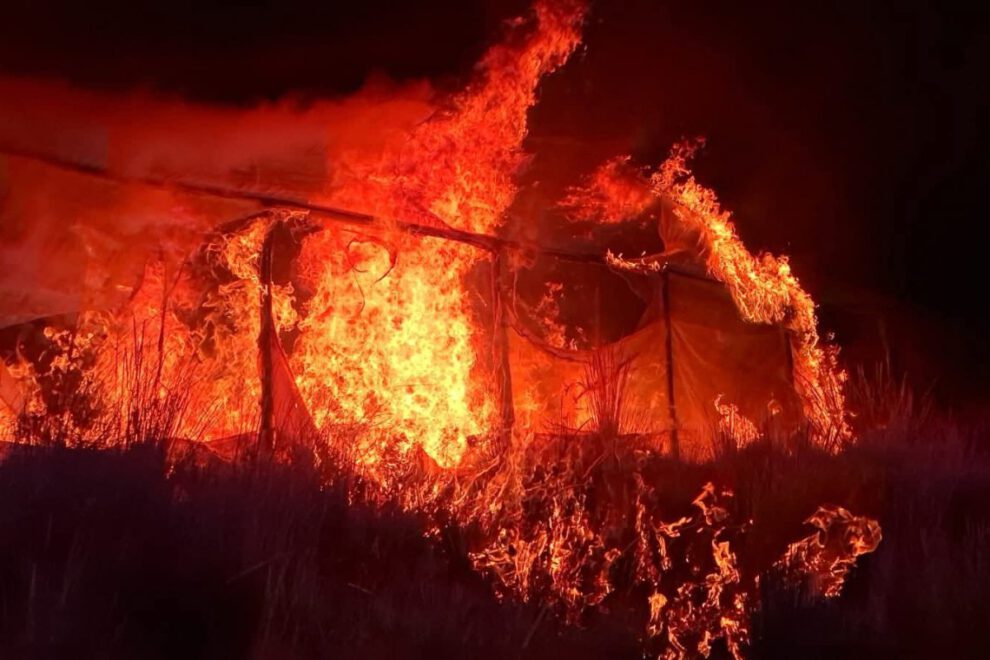 desmantela viveros de marihuana en Chayanta