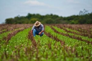 Delitos que afectan producción agrícola