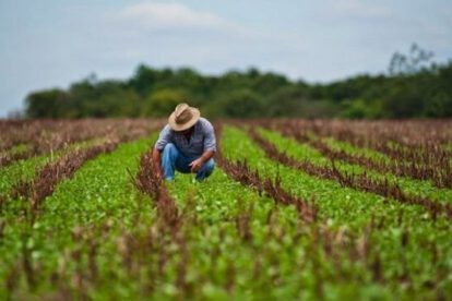 Delitos que afectan producción agrícola