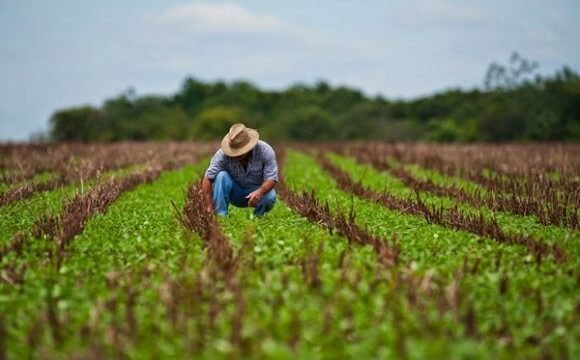 Delitos que afectan producción agrícola
