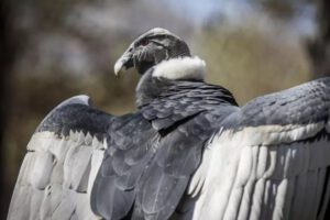 Cambio climático y aves en peligro de extinción
