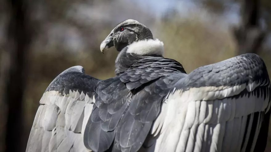 Cambio climático y aves en peligro de extinción