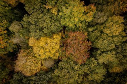 Cambio climático y árboles