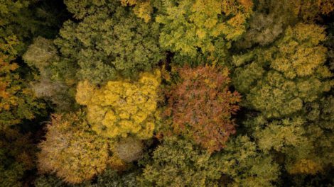 Cambio climático y árboles