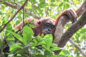 Orangutanes y siestas prolongadas para recuperar sueño perdido