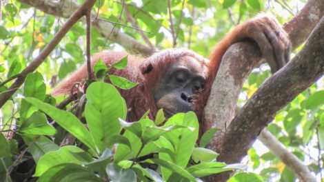 Orangutanes y siestas prolongadas para recuperar sueño perdido