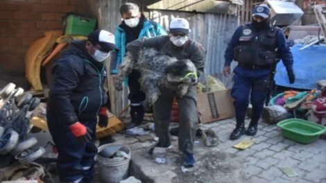 Rescatan 20 animales en albergue clausurado en La Paz