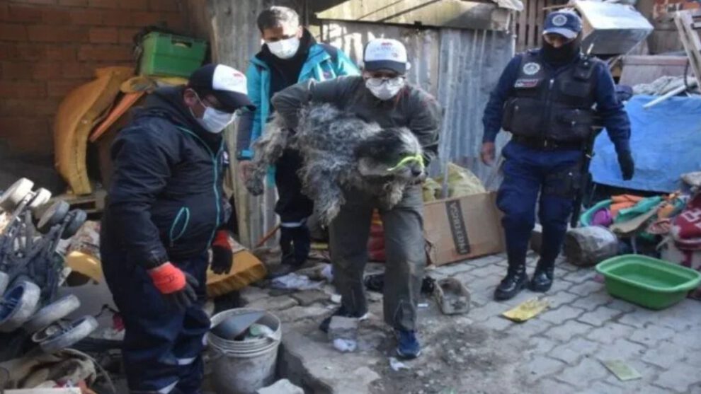 Rescatan 20 animales en albergue clausurado en La Paz