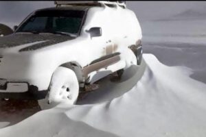 Bajas temperaturas en Bolivia afectan crías de llamas