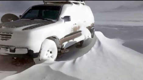 Bajas temperaturas en Bolivia afectan crías de llamas