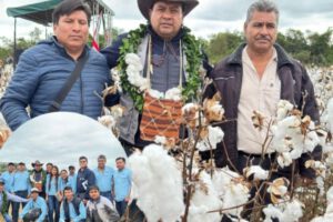 Cosecha de algodón en Asipro con meta de 185.000 quintales