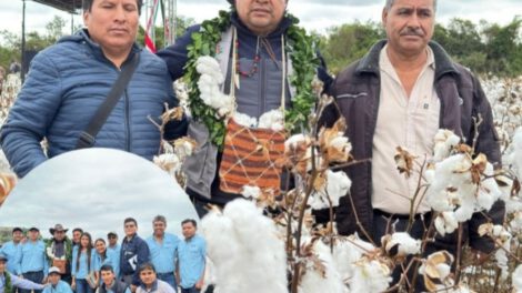 Cosecha de algodón en Asipro con meta de 185.000 quintales