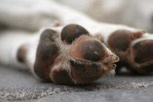 Biocidio en Llallagua: Fiscalía investiga a dos hombres por muerte violenta de un perro