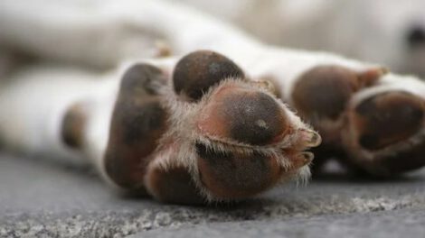 Biocidio en Llallagua: Fiscalía investiga a dos hombres por muerte violenta de un perro