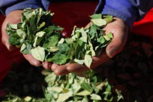 precio de la hoja de coca alcanza récord histórico