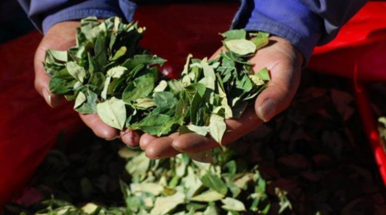 precio de la hoja de coca alcanza récord histórico