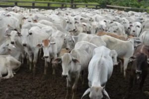 Abrogación de leyes de desmonte en Bolivia