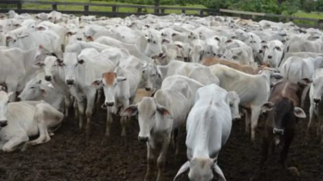 Abrogación de leyes de desmonte en Bolivia