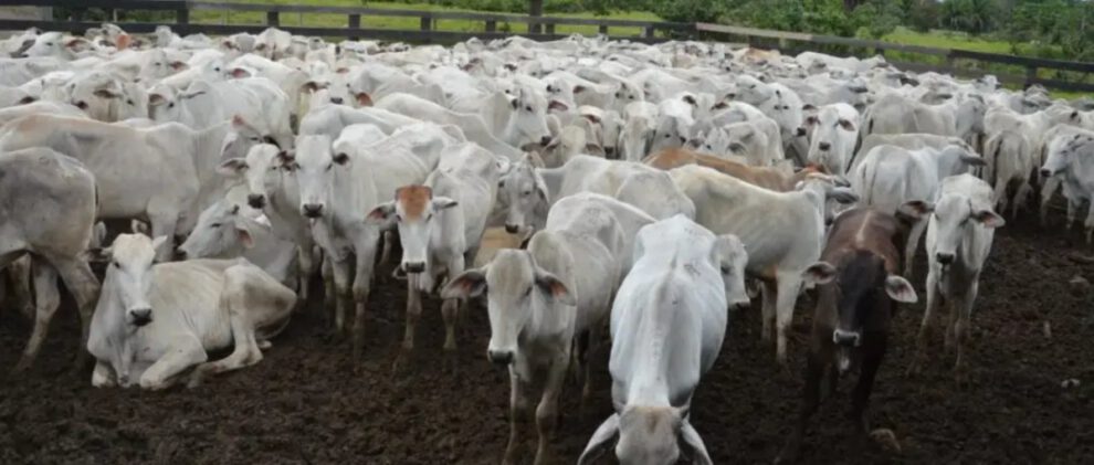 Abrogación de leyes de desmonte en Bolivia