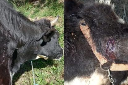 Ataque de murciélagos a ganado en Sipe Sipe