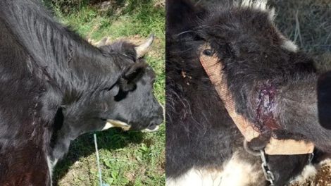 Ataque de murciélagos a ganado en Sipe Sipe