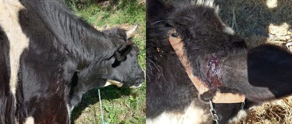 Ataque de murciélagos a ganado en Sipe Sipe