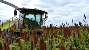cadena productiva del sorgo en Bolivia
