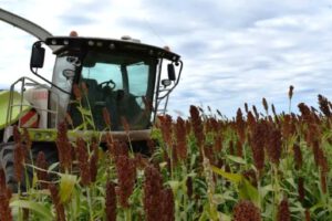 cadena productiva del sorgo en Bolivia