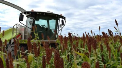 cadena productiva del sorgo en Bolivia