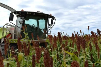 cadena productiva del sorgo en Bolivia