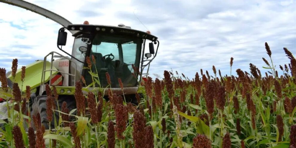 cadena productiva del sorgo en Bolivia