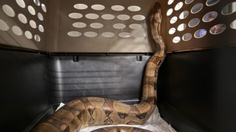 Rescatan boa en Medellín