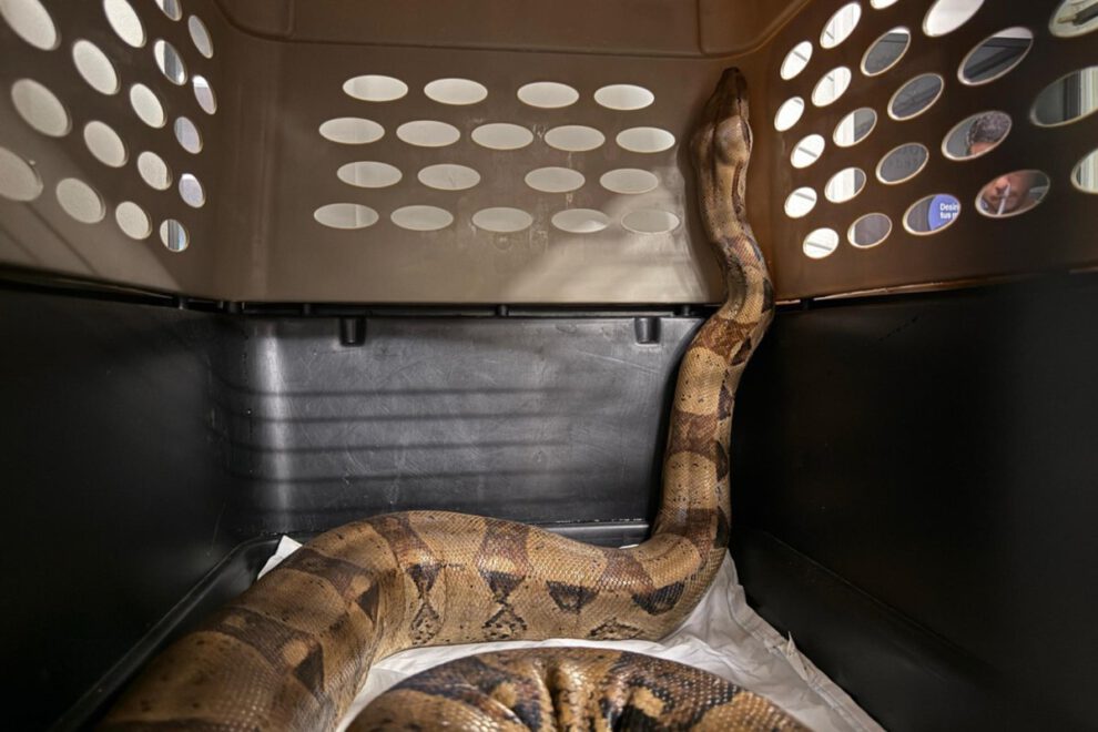 Rescatan boa en Medellín