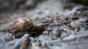 Especies invasoras en Suramérica