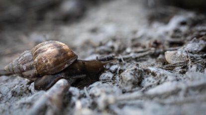 Especies invasoras en Suramérica