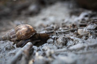 Especies invasoras en Suramérica