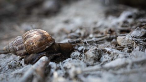 Especies invasoras en Suramérica