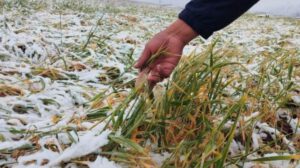 heladas en Chuquisaca impactan la producción agrícola