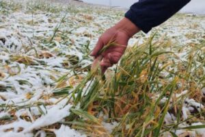heladas en Chuquisaca impactan la producción agrícola