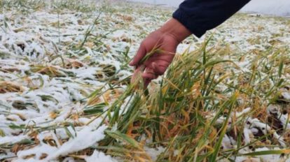 heladas en Chuquisaca impactan la producción agrícola