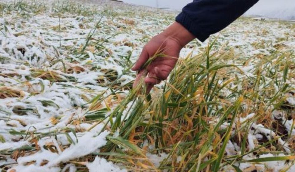 heladas en Chuquisaca impactan la producción agrícola